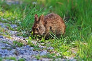 Photo of a marsh rabbit in a Sanibel wildlife refuge